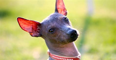  Xoloitzcuintli Dreams: A Haunting Tale of Loyalty, Loss, and Ancient Magic