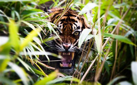  The Xanthous Tiger: Un viaggio nelle profondità della foresta coreana